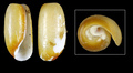 Cephalaspidea