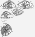 Rotalia trochidiformis (Lamarck, 1804), author: Consorti, Lorenzo