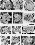 Redmondina garganica Hottinger, 2014, author: Consorti, Lorenzo