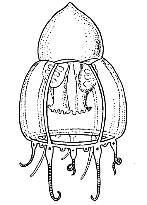 Halitholus intermedius, modified after Kramp (1959) Halitholus intermedius, modified after Kramp (1959)