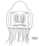 Halitholus cirratus, from Schuchert (2007)