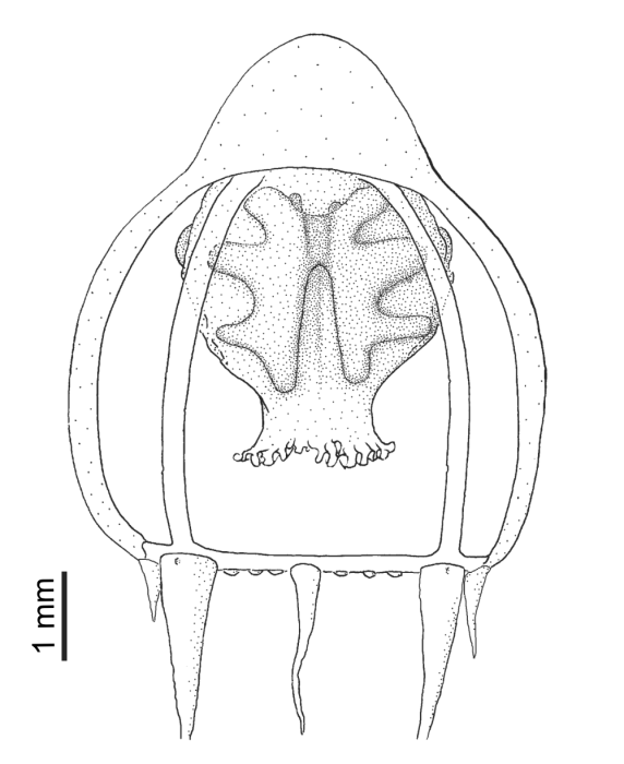 Halitholus pauper, from Schuchert (2007) Halitholus pauper, from Schuchert (2007)