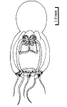 Halitholus triangulus, from Xu et al. (2014)
