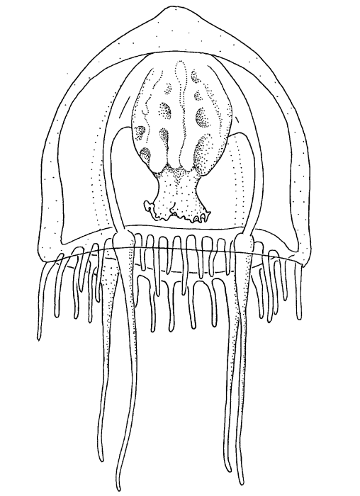 Leuckartiara brownei, modified after Larson & Harbison (1990) Leuckartiara brownei, modified after Larson & Harbison (1990)