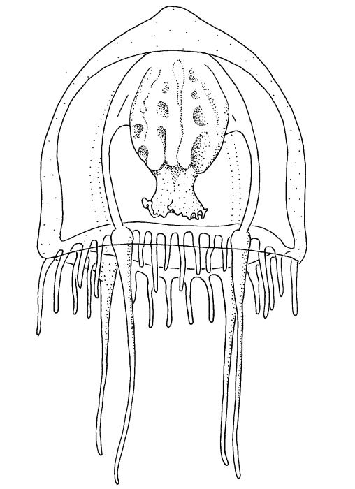 Leuckartiara brownei, modified after Larson & Harbison (1990)