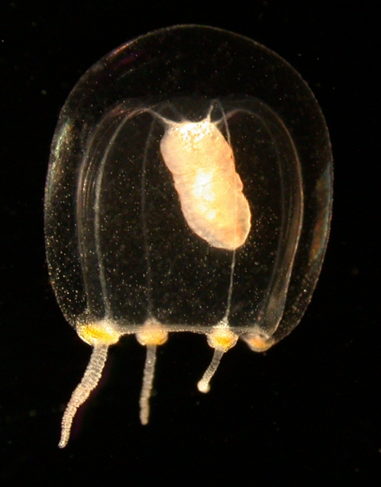 Euphysa tentaculata, male, bell height 5 mm; Norway, Fanafjord; 0-20 m depth, 19.06.2006