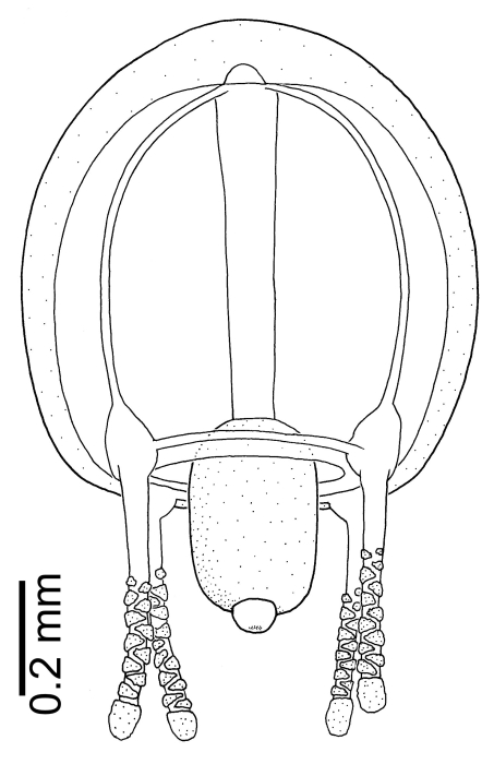 Euphysa problematica Euphysa problematica