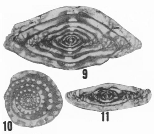 Fusulinella nipperensis Ross &amp; Sabins, 1965