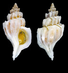 Boreotrophon clathratus (Linnaeus, 1767) - Fuglafjördur (Faeroes), 23.07.1998, 25.2 mm