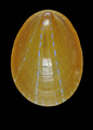 Patella pellucida Linnaeus, 1758 - Iceland W, 13.4 mm, author: Delongueville, Christiane