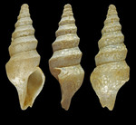 Spirotropis confusa sarsi Warén, 1975 - Iceland W, 16.8 mm