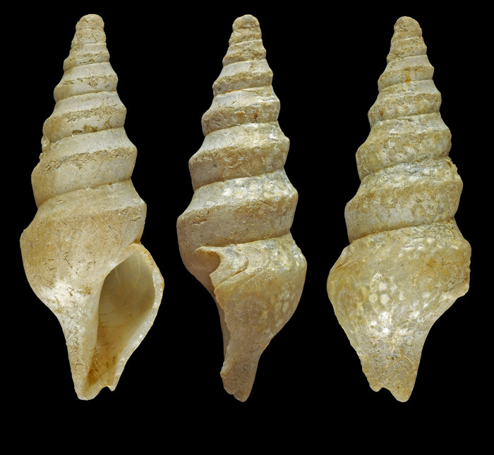 Spirotropis confusa sarsi Warén, 1975 - Iceland W, 16.8 mm