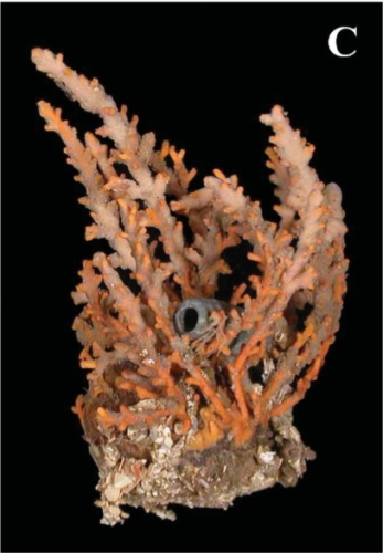 Telesto fruticulosa Telesto fruticulosa