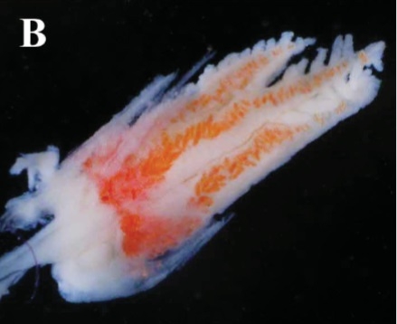 Telesto sanguinea Telesto sanguinea