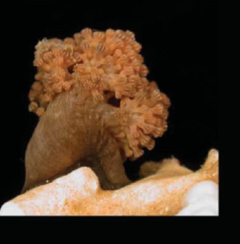 Pseudodrifa nigra Pseudodrifa nigra