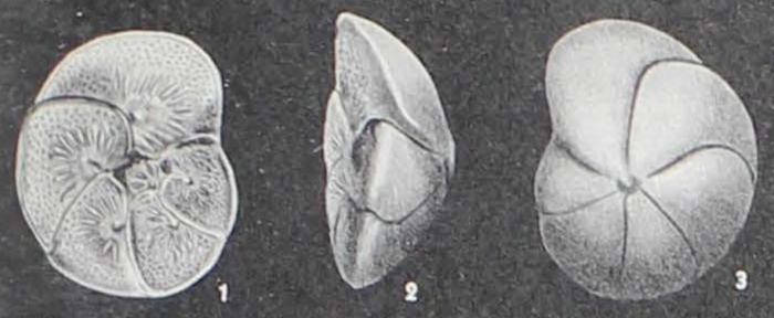 Discorbis baitoensis Bermúdez, 1949 Discorbis baitoensis Bermúdez, 1949