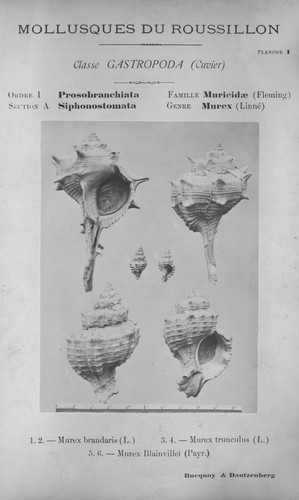Bucquoy et al. (1882-1886, pl. 01) Bucquoy et al. (1882-1886, pl. 01)