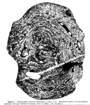 Neolacazopsis osozawai Matsumaru, 1990, author: Le Coze, François