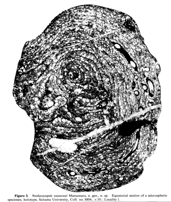 Neolacazopsis osozawai Matsumaru, 1990 Neolacazopsis osozawai Matsumaru, 1990