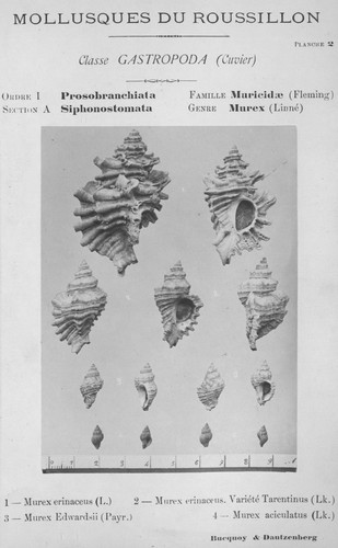 Bucquoy et al. (1882-1886, pl. 02) Bucquoy et al. (1882-1886, pl. 02)