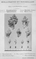 Gastropoda