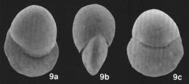 Globogyroidina boninensis Kaiho, 1992, author: Le Coze, Franis