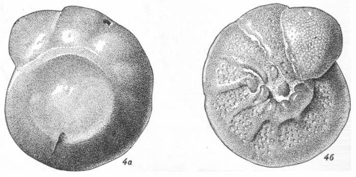 Anomalina (Pseudovalvulineria) pilleus Vasilenko, 1954 Anomalina (Pseudovalvulineria) pilleus Vasilenko, 1954