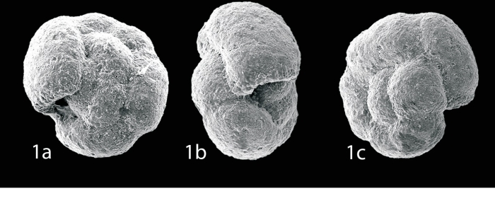 Paratrochamminoides waskowskae Kaminski, Korin & Hikmahtiar Paratrochamminoides waskowskae Kaminski, Korin & Hikmahtiar