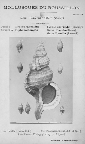 Bucquoy et al. (1882-1886, pl. 03) Bucquoy et al. (1882-1886, pl. 03)