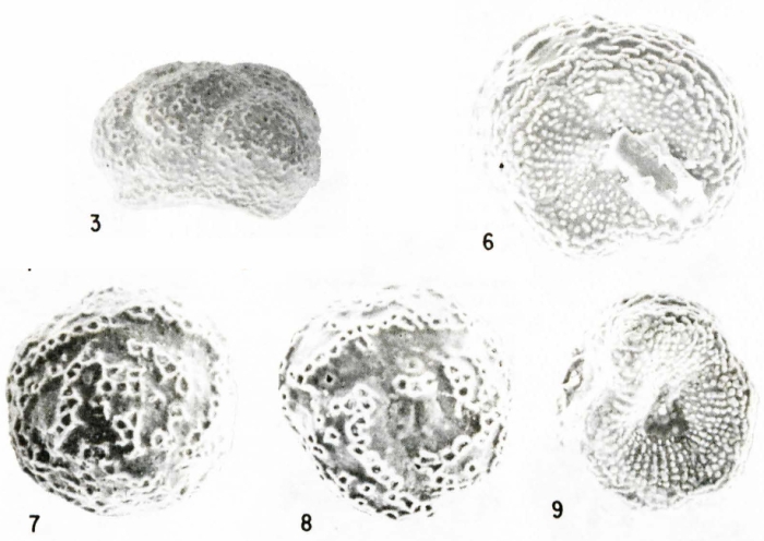 Striatorbina alveolata Sellier de Civrieux, 1991 Striatorbina alveolata Sellier de Civrieux, 1991
