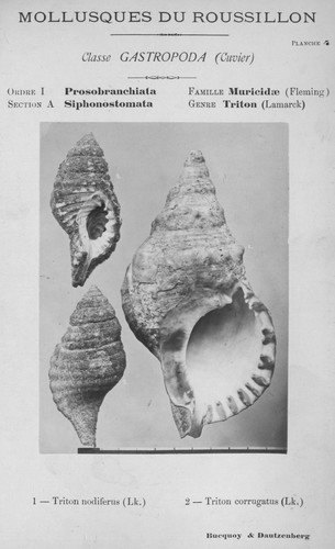 Bucquoy et al. (1882-1886, pl. 04) Bucquoy et al. (1882-1886, pl. 04)