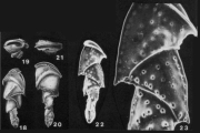 Valvobifarina mackinnonii (Millett, 1900), author: Le Coze, Franis