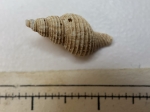 Ptychatractus ligatus - shell, author: Nozes, Claude