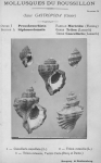 Bucquoy, E.; Dautzenberg, Ph.; Dollfus, G. (1882). Les Mollusques marins du Roussillon: 1. Gastropodes avec atlas de 66 planches photographiées d'après nature. J.-B. Baillière & Fils: Paris. 570, 66 plates pp.