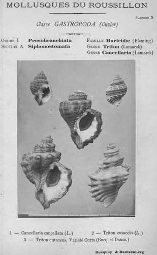 Bucquoy et al. (1882-1886, pl. 05) Bucquoy et al. (1882-1886, pl. 05)