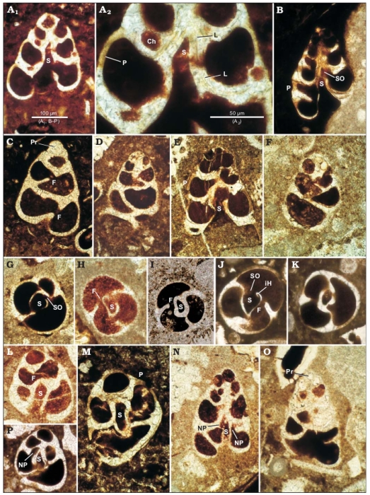 Velleditsiella felicitaszae Rigaud & Blau, 2016 Velleditsiella felicitaszae Rigaud & Blau, 2016