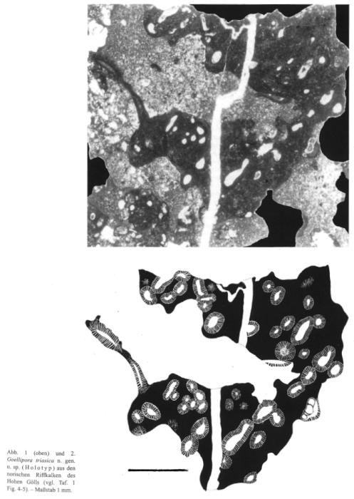 Goellipora triasica Senowbari-Daryan & Zankl, 2000 Goellipora triasica Senowbari-Daryan & Zankl, 2000