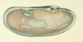 Bivalvia