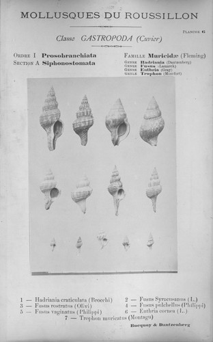 Bucquoy et al. (1882-1886, pl. 06) Bucquoy et al. (1882-1886, pl. 06)