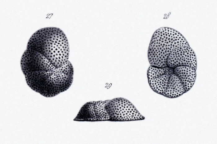Anomalina variolata d'Orbigny, 1846 Anomalina variolata d'Orbigny, 1846