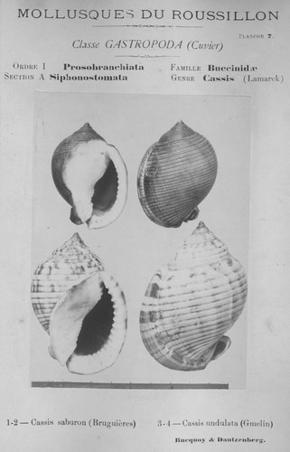 Bucquoy et al. (1882-1886, pl. 07) Bucquoy et al. (1882-1886, pl. 07)