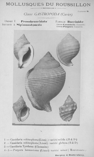 Bucquoy et al. (1882-1886, pl. 09) Bucquoy et al. (1882-1886, pl. 09)