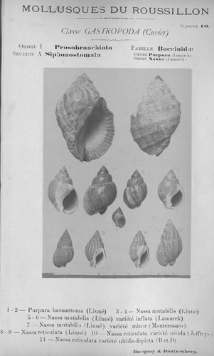 Bucquoy et al. (1882-1886, pl. 10) Bucquoy et al. (1882-1886, pl. 10)