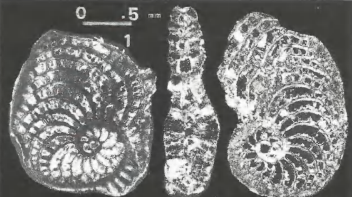 Qatarstegina whittakeri Boukhary, Hewaidy &amp; Al-Hitmi, 1996