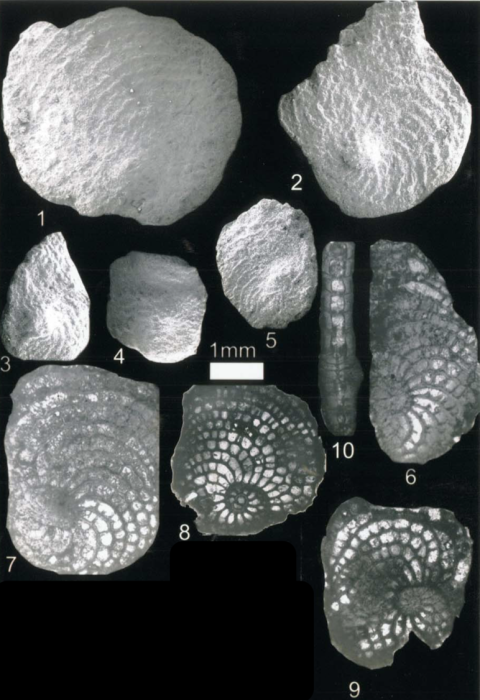 Aegyptoclypeus dakhlensis Boukhary, Abul-Nasr & Al Menoufy, 2013 Aegyptoclypeus dakhlensis Boukhary, Abul-Nasr & Al Menoufy, 2013