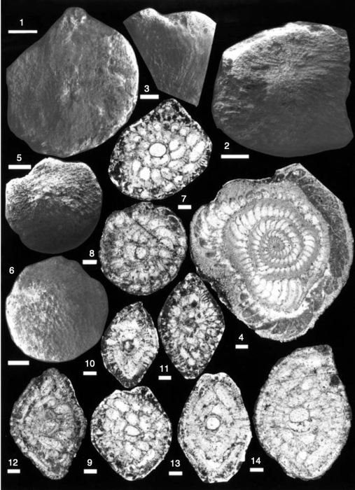 Chordcassidella ainshamsiana Boukhary & Scheibner, 2011 Chordcassidella ainshamsiana Boukhary & Scheibner, 2011