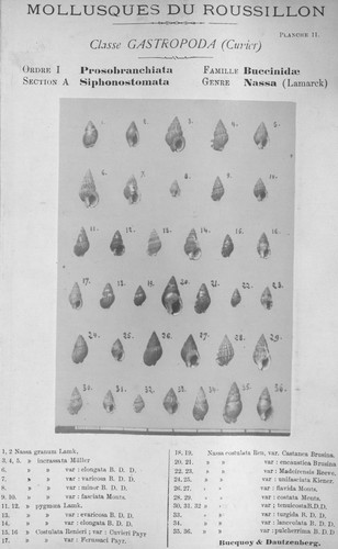 Bucquoy et al. (1882-1886, pl. 11) Bucquoy et al. (1882-1886, pl. 11)
