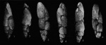 Pseudovirgulina solignaci Grignani & Cococcetta, 1974