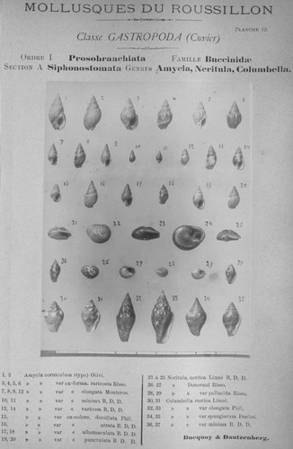 Bucquoy et al. (1882-1886, pl. 12) Bucquoy et al. (1882-1886, pl. 12)
