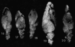 Pseudovirgulina gafsensis Grignani & Cococcetta, 1974